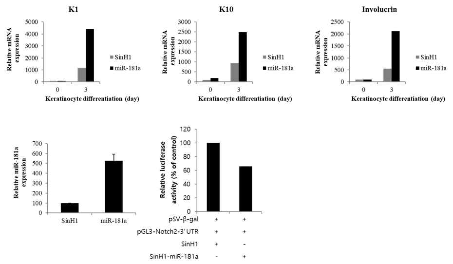 miR-181a에 의한 각질세포분화 가속화