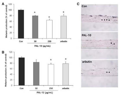 Neoderm-ME를 활용한 미백시험법을 통해 화장품 미백기능성 소재 PAL-10/-12, arbutin의 미백효능의 검증 (Lee M 등 Arch Dermatol Res. 2015 Apr, 단독사사)