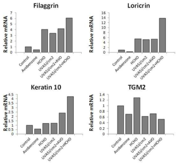 피부전층모델에서 자외선 및 기타 자극원에 의한 filaggrin, loricrin, keratin, TGM2의 변화