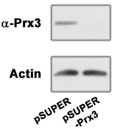 Prx3의 발현이 억제된 사람의 표피세포주 구축: (정상대조군 vs pSUPER, pSUPER-siPrx3:Prx3 단백질의 발현이 억제된 세포주)