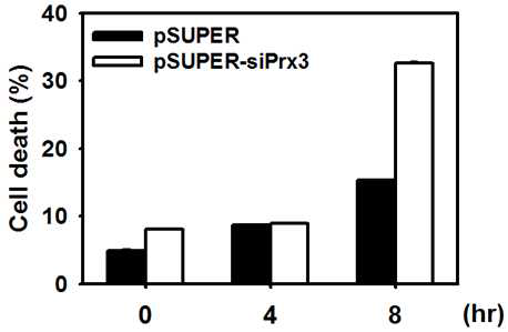 Prx3의 발현이 억제될 때, UVB에 노출된 keratinocyte의 세포사멸 증가