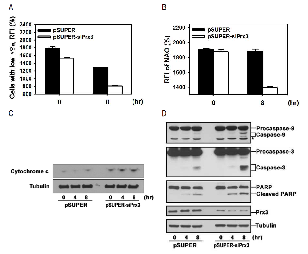 Prx3의 발현이 억제될 때, UVB에 노출된 keratinocyte에서 (A) 미토콘드리아 막전압의 감소, (B) 미토콘드리아의 막손상의 증가, (C) 미토콘드리아에서 세포질로의 cytochrome c 방출 증가, (D) caspase 단백질들의 활성 증가
