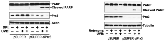 Prx3의 발현이 억제될 때, UVB에 노출된 keratinocyte에서 (A) DPI의 효과, (B)rotenone의 효과