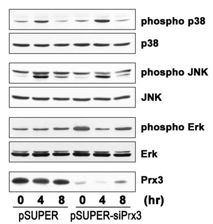 Prx3의 발현이 억제될 때, UVB에 노출된 keratinocyte의 MAPK 활성화
