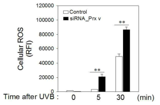 Prx 5의 발현이 억제되었을 때, UVB에 노출된 HaCaT cell의 활성산소 증가. Data는 mean±SEM (n = 3); **, p < 0.01.