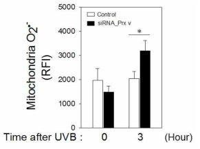 Prx5의 발현이 억제되었을 때, UVB에 노출된 HaCaT cell의 mitochondria 내 superoxide anion의 발생 증가. Data는 mean±SEM (n = 3); *, p < 0.05; **, p < 0.01
