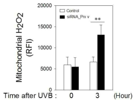 Prx5의 발현이 억제되었을 때, UVB에 노출된 HaCaT cell의 mitochondria 내 hydrogen peroxide의 발생 증가. Data는 mean±SEM (n = 3); **, p < 0.01