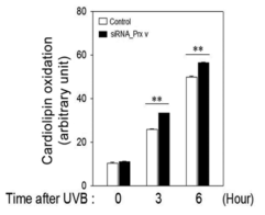 Prx5의 발현이 억제되었을 때, UVB에 노출된 HaCaT cell의 mitochondria 막손상 증가. Data는 mean±SEM (n = 3); **, p < 0.01