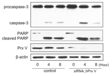 Prx 5의 발현이 억제되었을 때, UVB에 노출된 HaCaT cell의 caspase 활성 증가