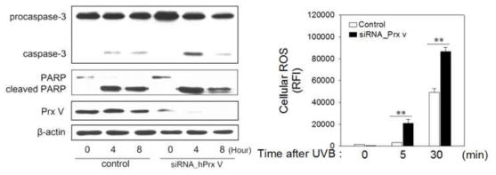 Prx 5의 발현이 억제되었을 때, UVB에 노출된 HaCaT cell의 caspase 활성증가와 PRX5 siRNA에 의한 촉진