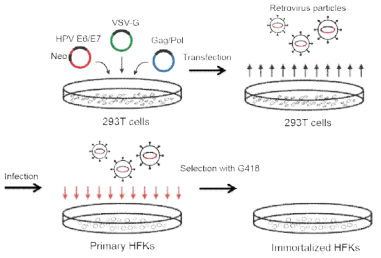 pLXSN-16E6E7 transfer vector, VSV-G envelope vector, 그리고 pGP8 packaging vector를 이용해 293T 세포에 transfection을 통해 제작된 레트로바이러스를 HFK에 감염시키고 G418 항생제에 의한 selection을 한 달 동안 진행 후 항생제에서 살아남은 세포주를 계속해서 계대 배양함으로써 영구화 세포주를 만드는 모식도