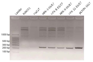 마우스 섬유아세포(NIH3T3), HaCaT, 및 4종의 HPV16의 E6 및 E7을 발현하는 레트로바이러스에 감염된 HFK (HFK-3-E6/E7, HFK-8-E6/E7, HFK-9-E6/E7, HFK-11-E6/E7)의 HPV E6/E7 DNA 존재 여부를 PCR로 검사한 결과. pLXSN-E6E7은 HPV16 E6/E7 시퀀스가 포함된 플라스미드로 양성대조군으로 사용됨