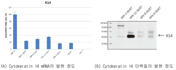 4 주의 영구화 각질세포주의 (A) cytokeratin 14 (K14) mRNA 및 (B) 단백질의 발현량을 real time RT-PCR과 웨스턴블롯을 이용해 비교한 데이터