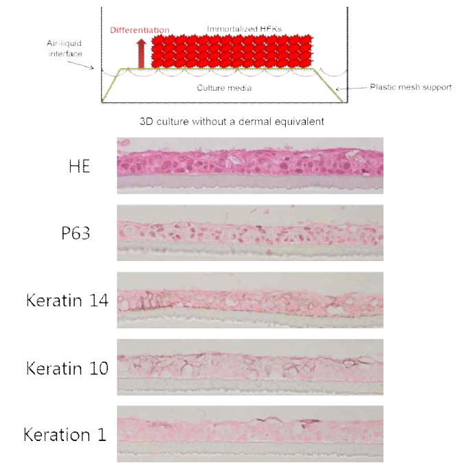 진피층이 없이 표피층만으로 제작하는 3 차원 피부 모델의 모식도 및 HaCaT 세포주를 사용해서 진피층이 없는 방식으로 3 차원 배양후 면역 염색으로 keratin 14, 10, 1의 발현을 확인한 결과