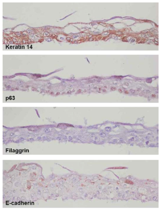 인유두종 바이러스의 암화 단백질 E6와 E7을 발현하는 영구화된 각질세포주(HFK-11-E6/E7)를 3 차원적으로 배양한 피부배양조직을 immunohistochemistry 기법을 사용하여 keratin 14, p63, fillagrin, 그리고 E-cadherin 단백질의 분포를 조사함