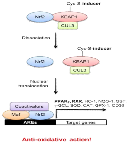 KEAP1-Nrf2 anti-oxidative pathway