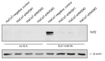 HaCaT-negative control 세포주와 Nrf2 knock-down 시킨 HaCaT 세포주에 Nrf2 inducer인 alpha lipoic acid 처리 후 웨스턴블롯을 통해 정량한 Nrf2 및 β-actin의 양을 비교한 실험
