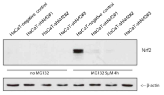 HaCaT-negative control 세포주와 Nrf2 knock-down 시킨 세포주에 proteasomal inhibitor인 MG132 처리 후 웨스턴블롯을 통해 정량한 Nrf2 및 β-actin의 양을 비교한 실험
