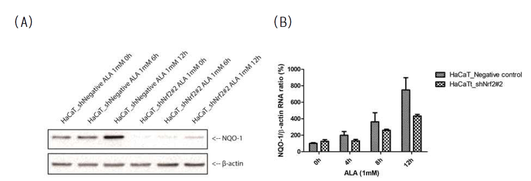 Nrf2 단백질의 하위 시그널 단백질인 NQO-1을 HaCaT-negative control 세포주와 Nrf2 knock-down 시킨 세포주에 alpha-lipoic acid (ALA) 1 mM을 시간대 별로 처리 후 (A) 웨스턴블롯과 (B) qRT-PCR을 통해 단백질 발현 양과 mRNA 전사 양을 확인함