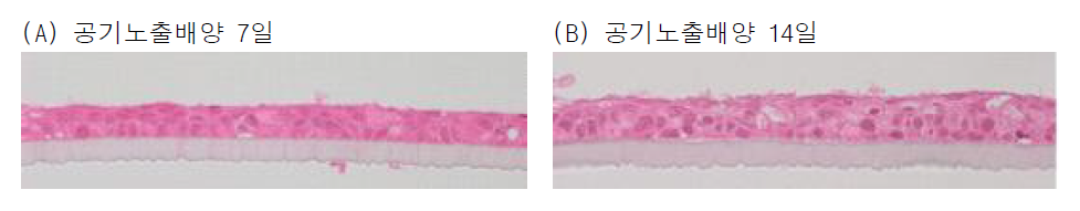 사람 피부각질세포주를 이용한 피부모델 재건 (A)공기노출배양 7일, (B)공기노출배양 14일