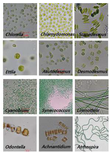 분양받은 미세조류의 형태