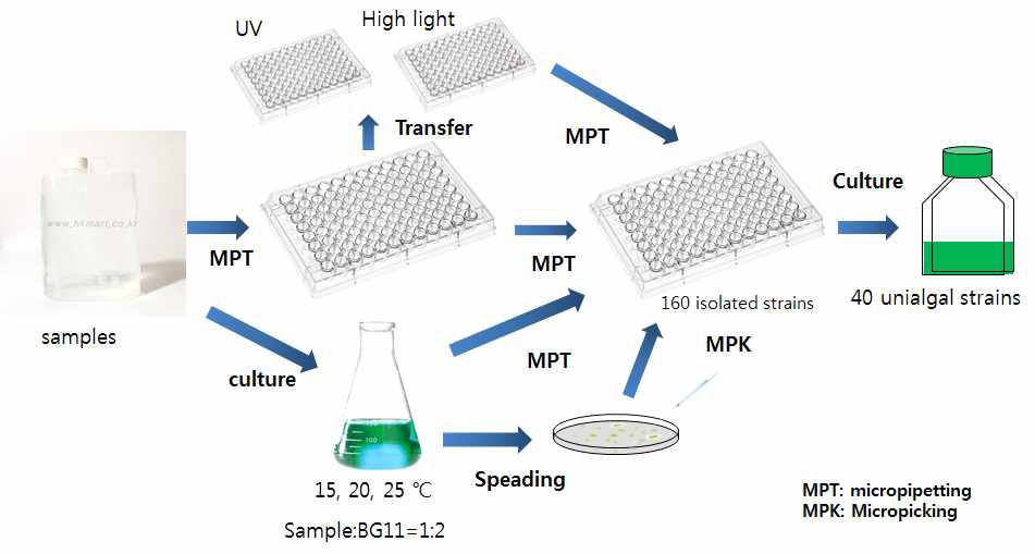 미세조류 isolation과정 모식도