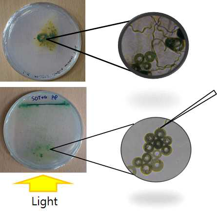 Arthrospira platensis KK01의 axneic 유도