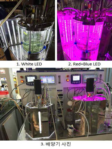 LED광원 광생물반응기