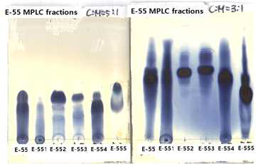 E-55 분획의 preparative ODS MPLC 수행 후, 분획물의 TLC 분석