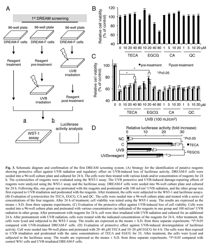 DREAM system의 도식화 및 진피섬유아세포에 대한 세포독성, 자외선에 의한 세포손상 및 복구 평가