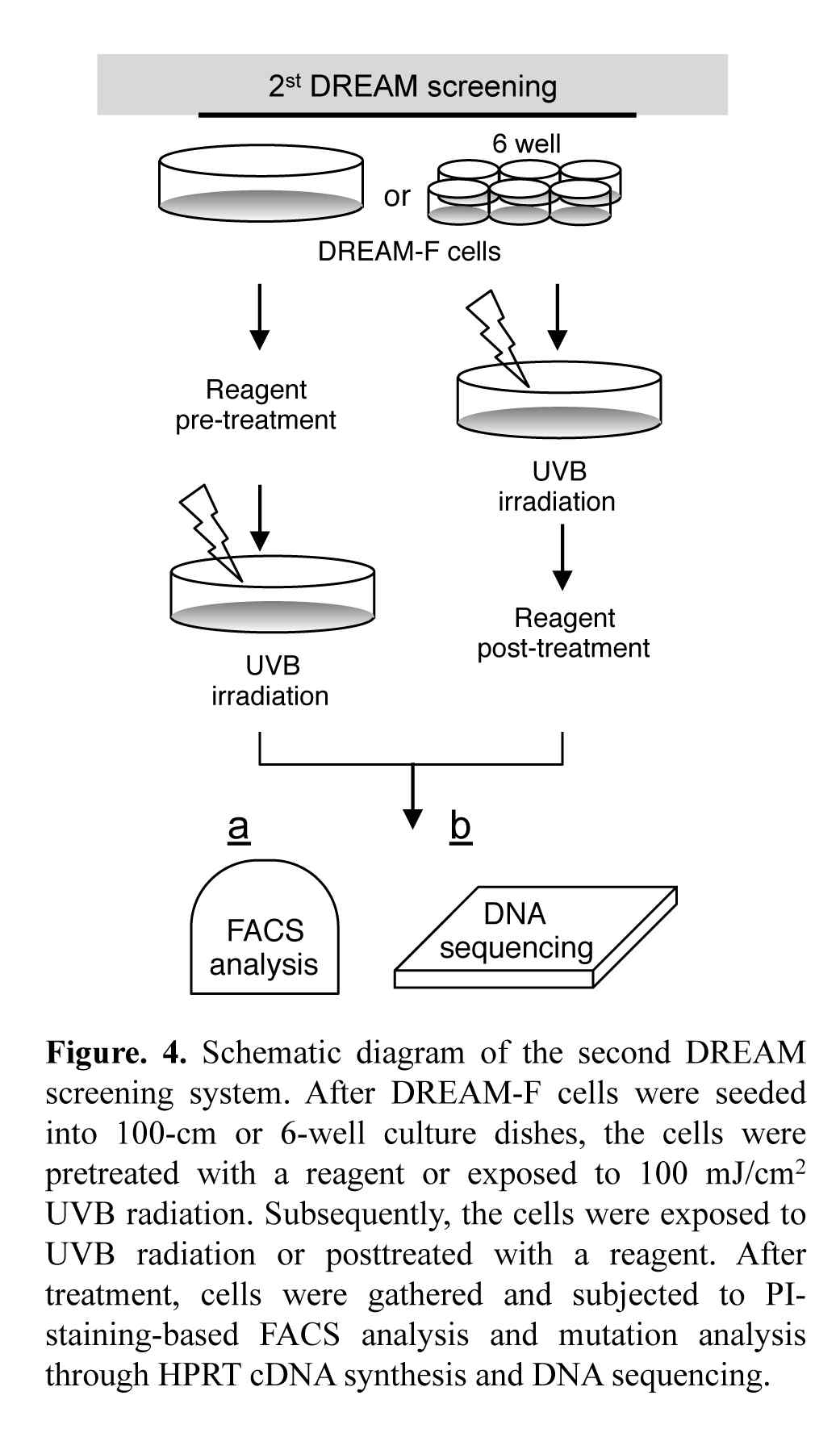 2nd DREAM screening system의 도식화