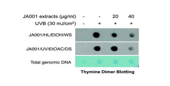 JA001/HL/EtOH/WS와 JA001/UV/EtOAc/DS의 자외선에 의한 thymine dimer 생성억제