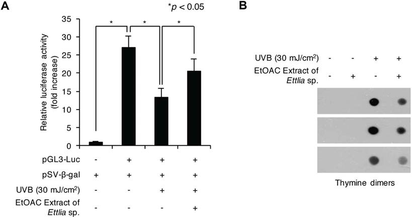 Ettlia sp. YC001 Ethyl acetate추출물은 자외선에 의한 피부세포 내 DNA손상을 억제