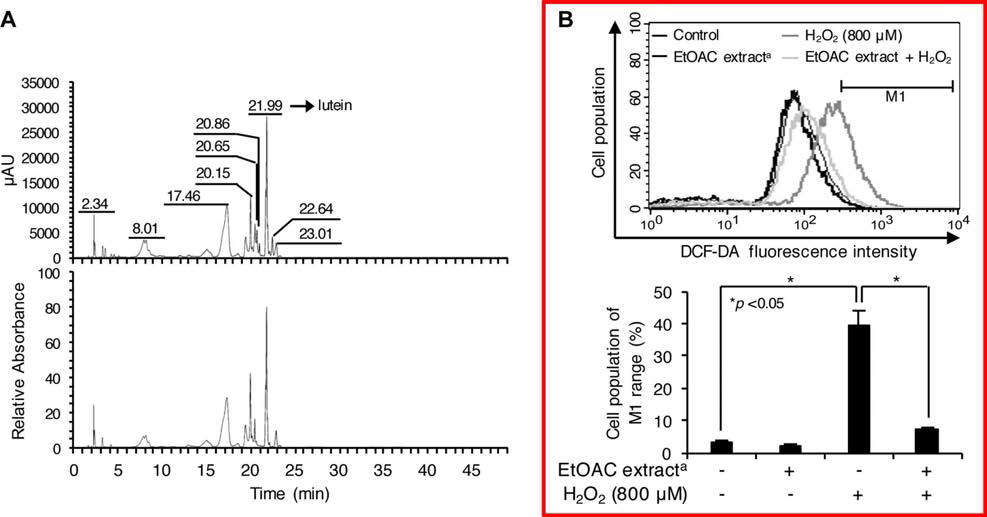 Ettlia sp. YC001 Ethyl acetate추출물의 carotenoid 성분과 자외선에 의한 피부세포 내 DNA손상 억제 효능 및 항산화 효능