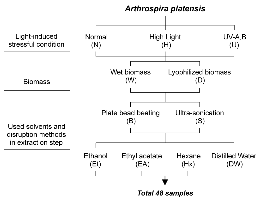 A. platensis의 추출 모식도