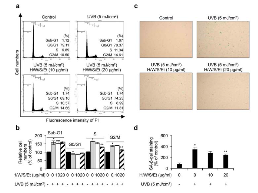 A. platensis 추출물의 자외선에 대한 세포주기 억제 및 노화에 대한 보호 효과