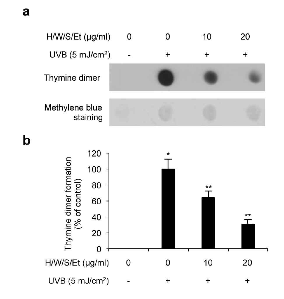 A. platensis 추출물의 자외선에 의한 피부세포 내 Cyclobutane pyrimidine dimers (CPDs)의 형성 평가
