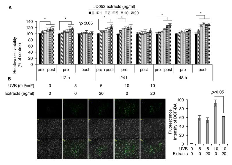 JD052 추출물의 자외선에 의한 세포 독성 감소 평가