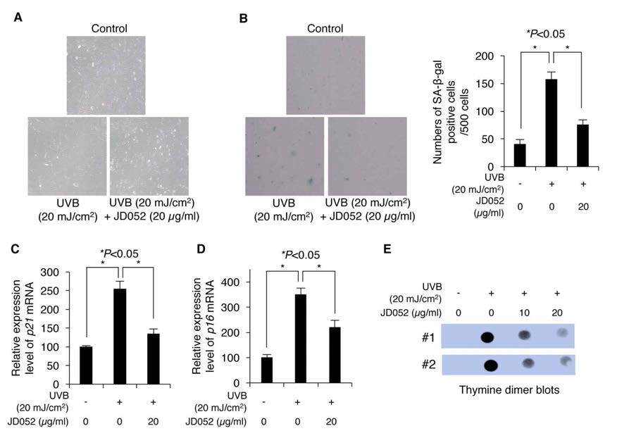 자외선에 의한 피부세포 성장 억제, 피부세포노화, DNA 손상에 대한 JD052 추출물의 효과