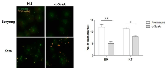 ScaA autotransporter 단백의 특이 항체를 100배 희석 후, 보령과 카토균주와 혼합한 후 ECV304세포(혈관내피세포)에 감염시킴. 세포내 침입 억제 효과 여부를 confocal microscopy로 관찰 및 측정함. (*p < 0.05, **p < 0.01)
