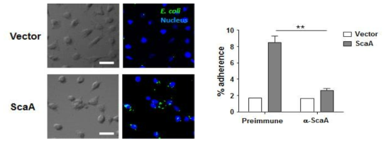 ScaA유전자를 발현시킨 대장균을 HeLa세포와 1시간동안 반응 시킨 후, confocal로 확인함 (좌). ScaA특이항체와 반응시킨 대장균은 Preimmune 혈청과 반응시킨 대장균보다 숙주세포로의 부착이 감소되어 있는 것을 CFU assay로 확인함 (우). (**p < 0.01)