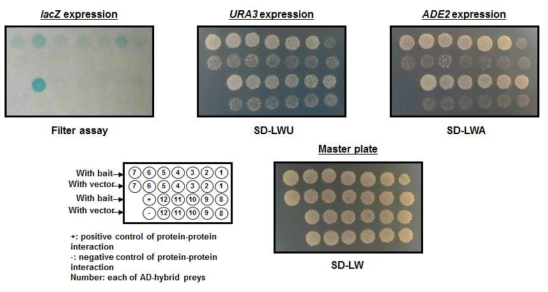 쯔쯔가무시균 ScaA단백의 Y2H 실험 결과. LacZ, URA3, ADE2발현의 동시 반응성을 통해 활성 도메인(AD, Activating domain)을 선정함