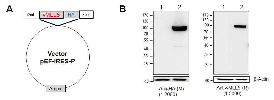 (A)MLL5 유전자 클로닝 scheme. (B)제작된 construct을 293T세포에 Transfection 시킨 후, Anti-HA 및 Anti-MLL5을 이용해 MLL5 발현여부를 western blot으로 확인함