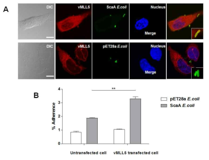 ScaA단백 발현 대장균을 이용해 MLL5발현 숙주세포조의 흡착여부를 확인함. (A)Confocal microscope실험결과. (B) CFU assay실험 결과 (**p < 0.01)