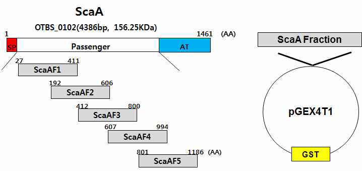 ScaA단편 단백 제작 모식도. ScaA 단백의 Passenger도메인을 Overlapping 방식으로 총 5개의 단편 유전자 제작 후, pGEX4T-1 플라즈미드에 클로닝 함