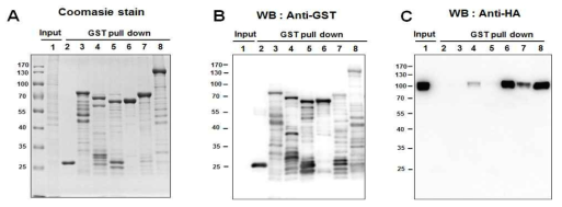 MLL5와 결합하는 ScaA Passenger도메인을 동정하기 위해 ScaA단편 단백을 이용한 GST-pull down assay실험 결과. (A)GST-pull down에 이용된 단백의 정제 여부를 Coomasie stain으로 확인. Pull-down 이후, (B)Anti-GST, (C)Anti-HA를 이용해 western blot을 시행함.(Lane 1: MLL5 transfected cell lysate, 2 : GST단백+MLL5 발현 세포 용해액, 3 : ScaAF1-GST단백, 4: ScaAF2-GST단백, 5 : ScaAF3-GST단백, 6 : ScaAF4-GST단백, 7 : ScaAF5-GST단백, 8 : ScaA Passnger full length-GST)