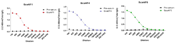 분리.정제한 ScaA단편 단백 F1, F4, F5의 특이적 항체 제작
