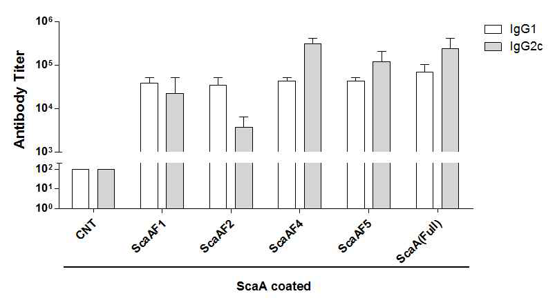 분리.정제한 ScaA단편 단백을 C57BL/6 마우스에 면역 후 IgG1, IgG2c 항체 생성 여부를 ELISA로 확인함