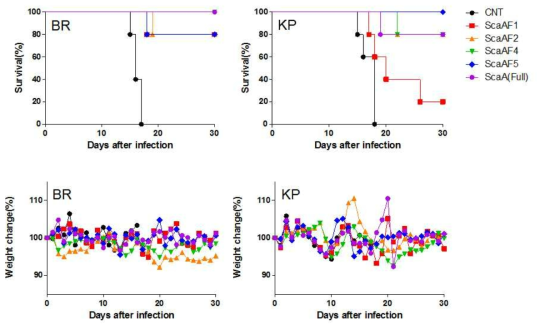 분리.정제한 ScaA단편 단백을 C57BL/6 마우스에 면역 2 주일 후, 반수치량 100배에 해당하는 보령, 카프 균주를 복강내 경로로 감염시킴. 마우스 생존률(위), 체중변화 (아래)