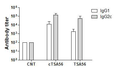 분리.정제한 cTSA56 단백(10㎍/mouse)을 C57BL/6(F,6w)(n=5)마우스에 면역 후,IgG1, IgG2c 항체 생성을 ELISA로 확인함